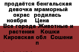 продаётся бенгальская девочка(мраморный окрас).родилась 5ноября, › Цена ­ 8 000 - Все города Животные и растения » Кошки   . Кировская обл.,Сошени п.